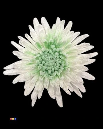 Chryzantéma veľkokvetá Marshmallow Green • 70 cm