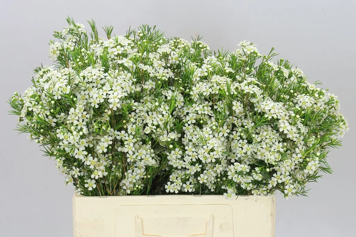 Chamelaucium Ofir • 60 cm