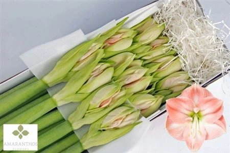 Amarylis Darling • 75 cm