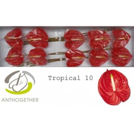 Antúrium Tropical
