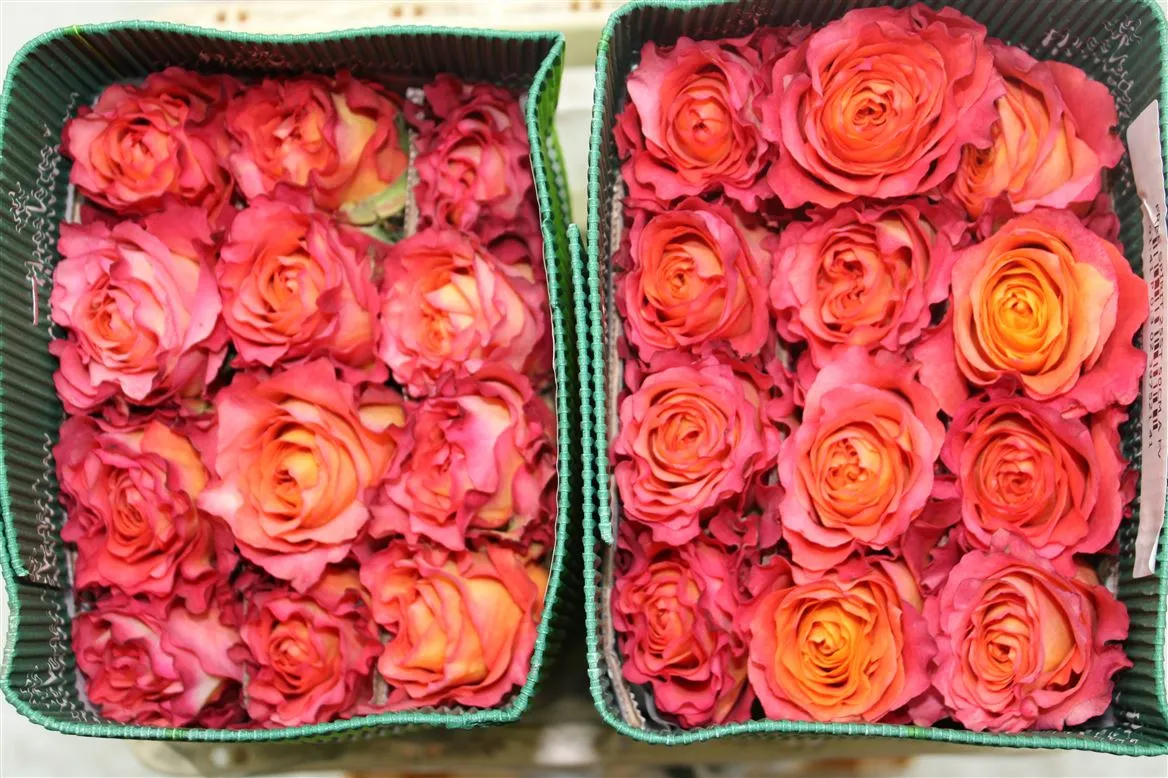 Rosa Gr Ec Free Spirit • 40 cm