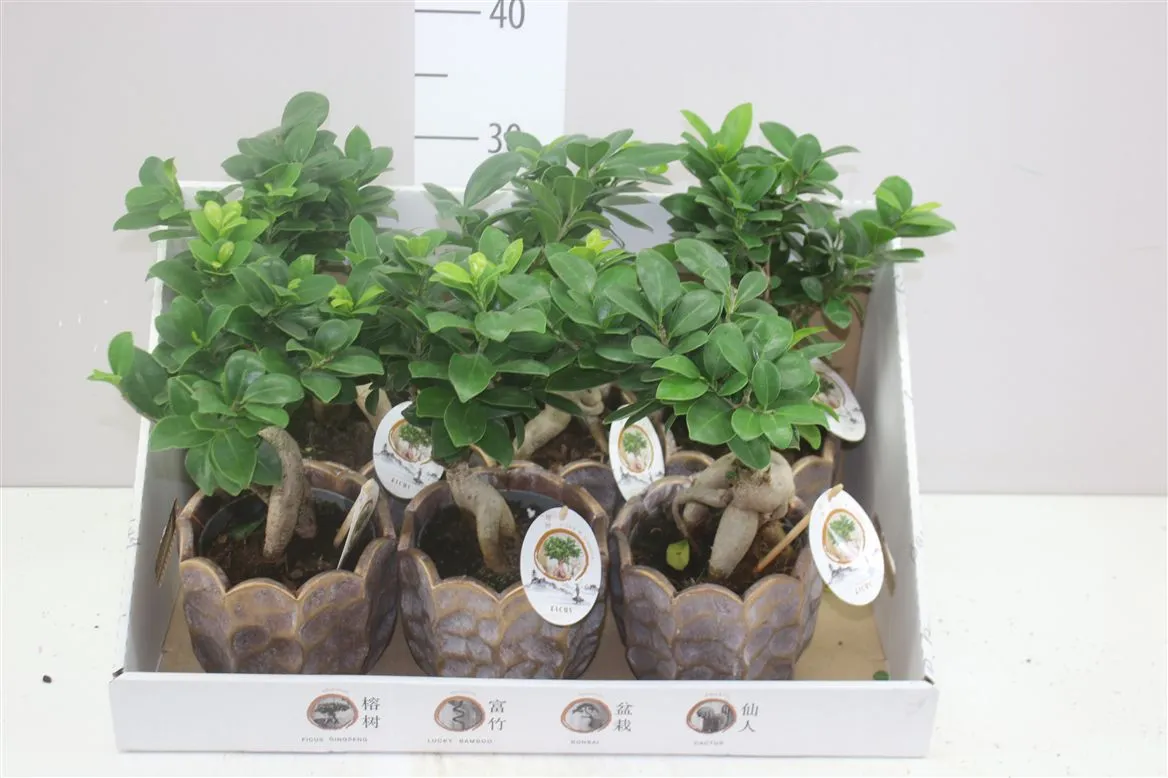 Fikus Ginseng v keramike • črepník 15 cm