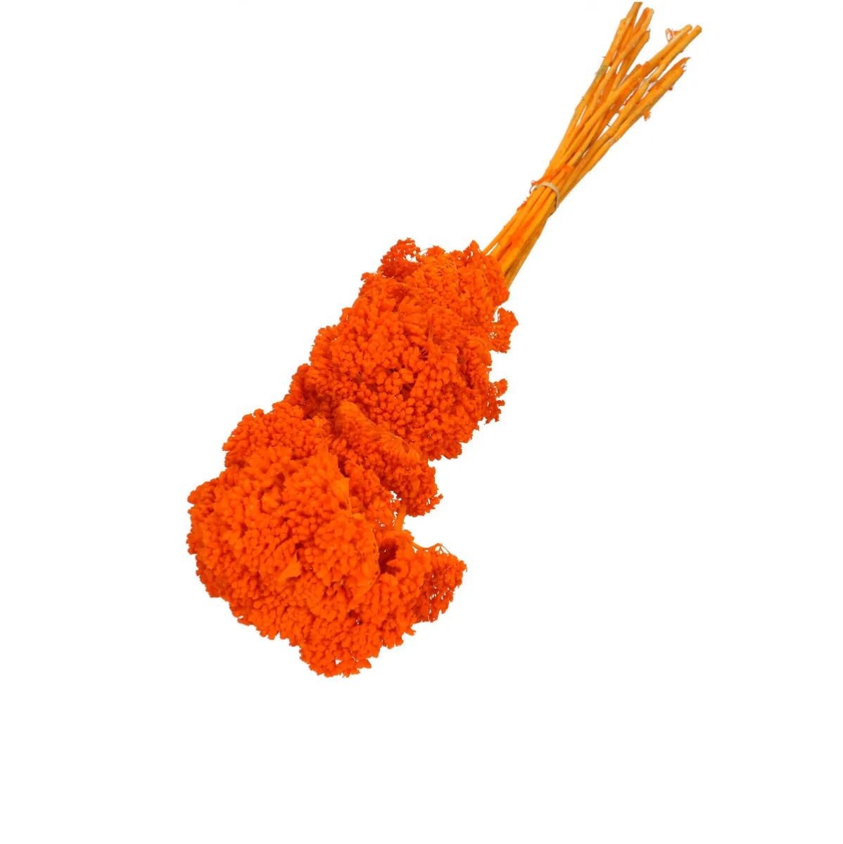 Sušený rebríček oranžový 65 cm