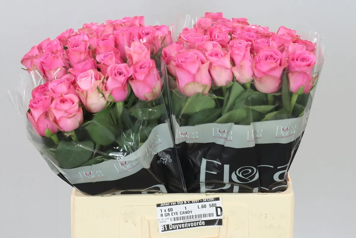 Rosa Gr Eye Candy • 60 cm