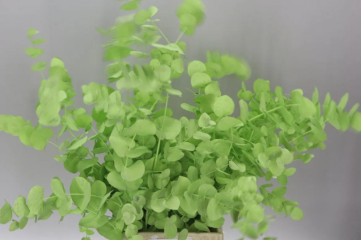 Eukalyptus Cinerea Mint Green • 70 cm