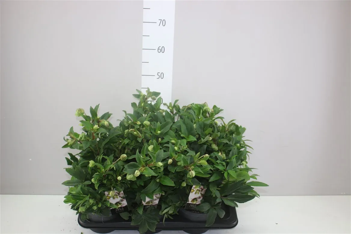 Helleborus Winterbells • črepník 17 cm
