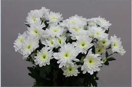 Chryzantéma trsová Bonita P100 • 70 cm