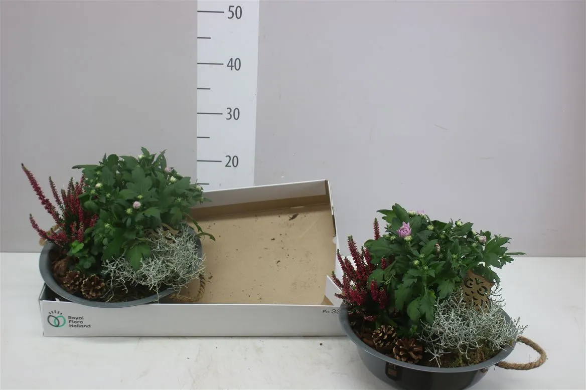 Arr Tuinplanten In Zink Rond Met Touwhengsel • črepník 30 cm