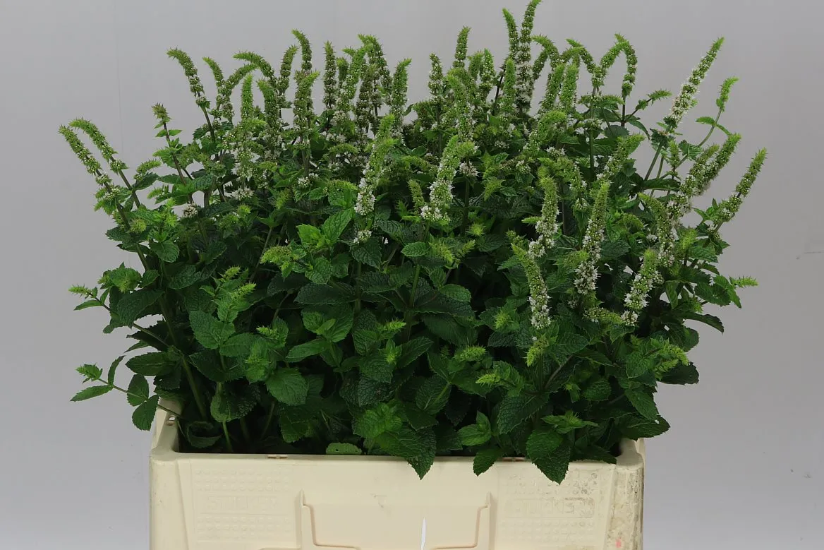 Mentha White Juliet • 60 cm