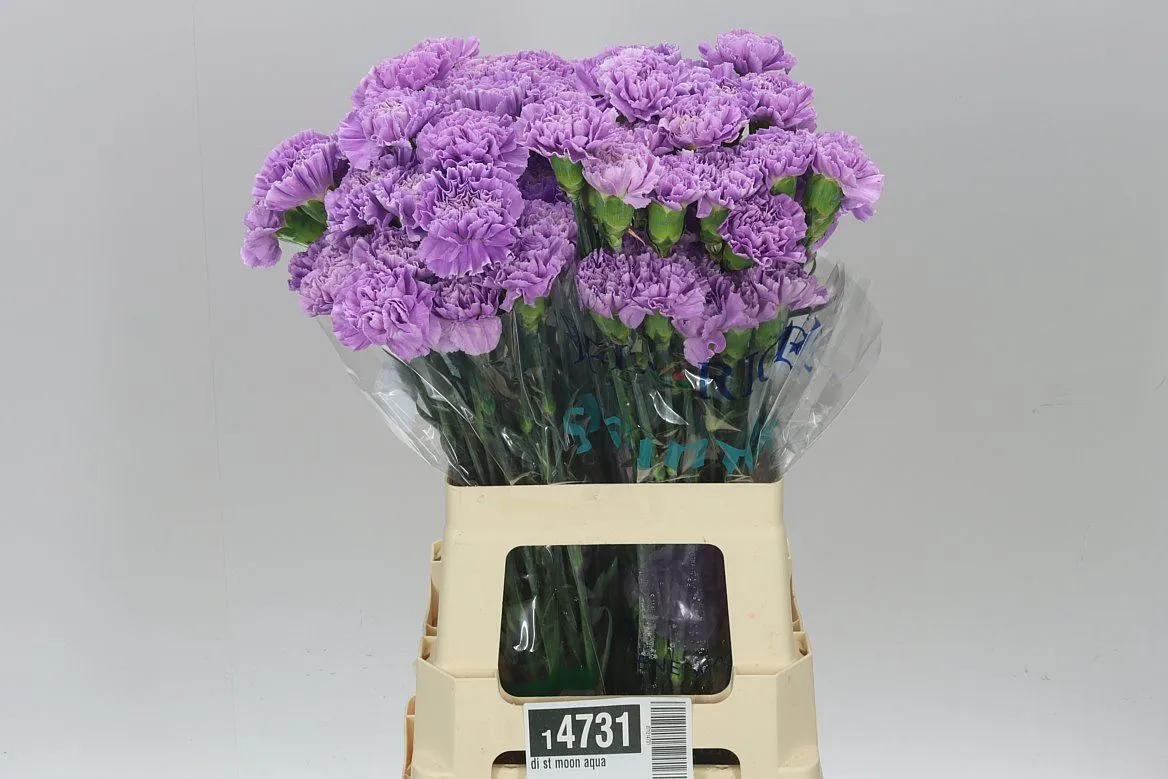 Di St Moon Aqua • 70 cm