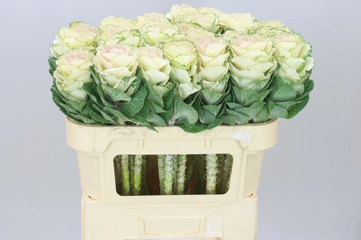 Okrasná kapusta Round White • 70 cm