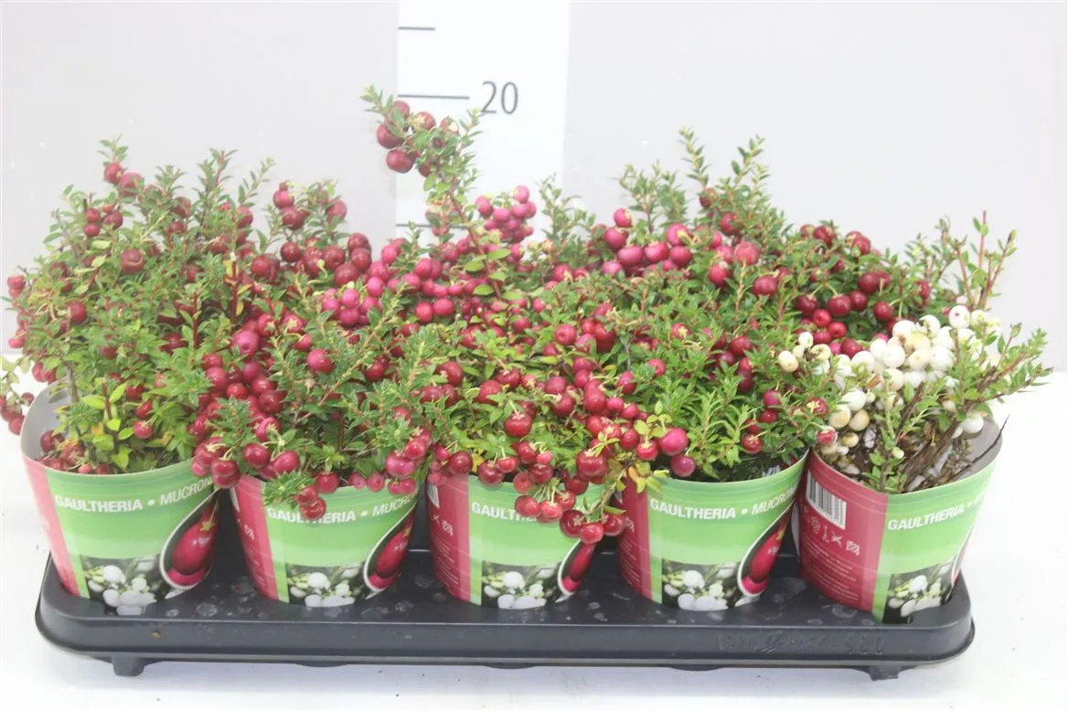 Pernettya mix Potcover • črepník 10,5 cm