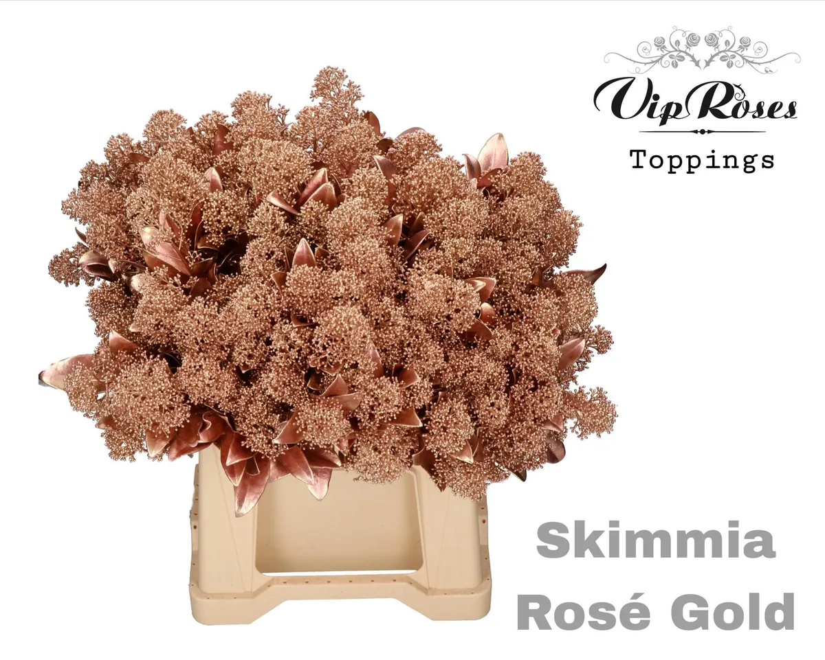 Skimmia Rosé Gold • 45 cm