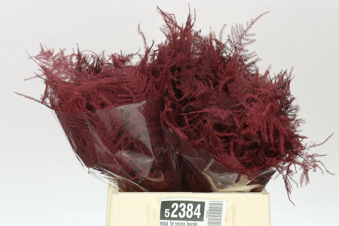 Aspa 1e Veren Bordeaux X50 • 45 cm