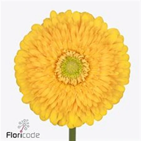Gerbera Pomp Honey Ball • 45 cm