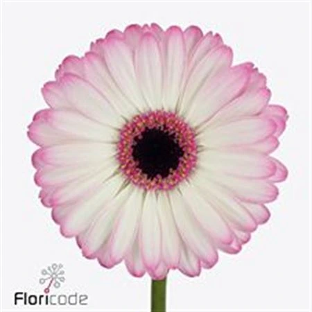 Germini Lollipop • 45 cm