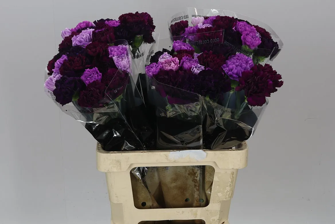 Di St Mix Florigene • 65 cm