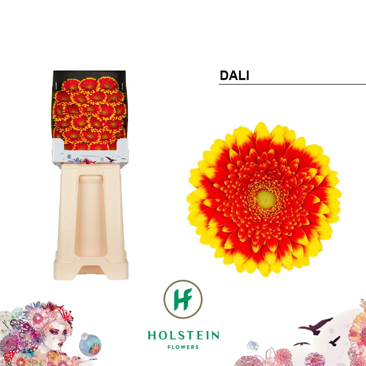 Germini Diamond Dali • 55 cm