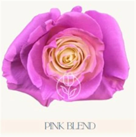 Ruža farbená Pink Blend, Ekvádor • 50 cm