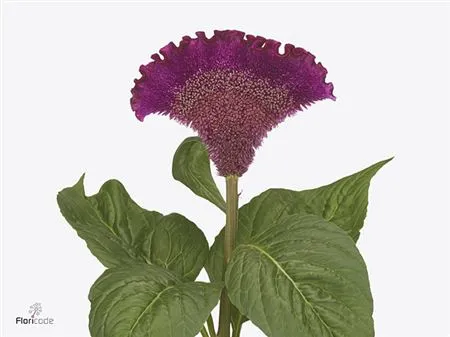 Celosia C Cristi Purple • 75 cm
