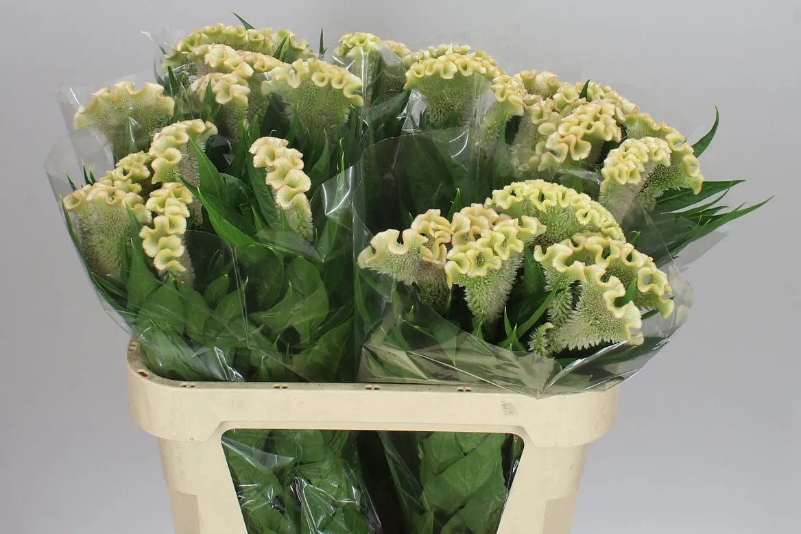 Celosia C Haute Couture • 75 cm