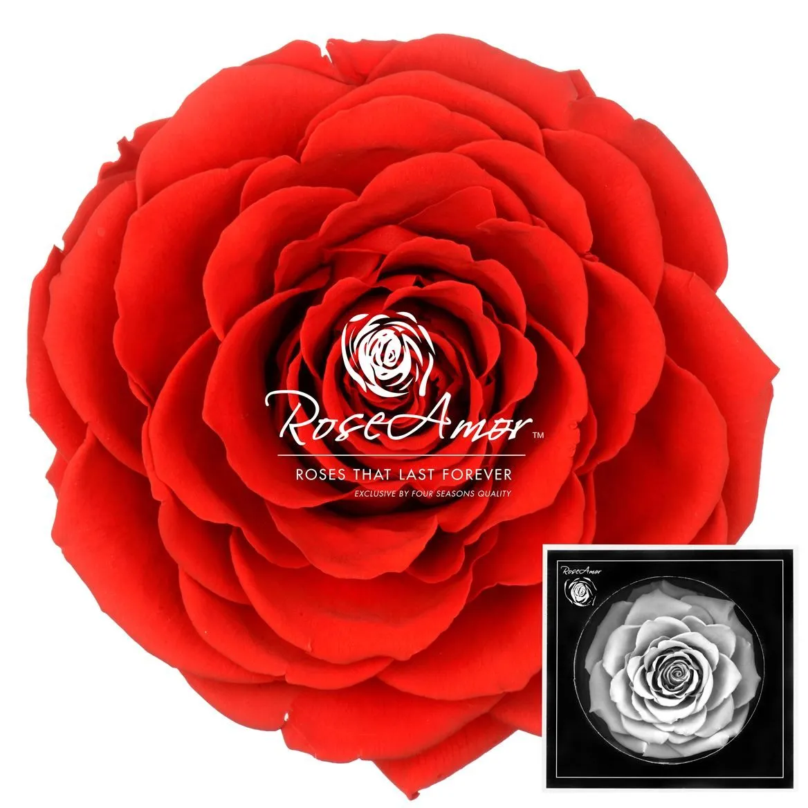 Stabilizovaná ruža Bonita ⌀ 9 cm, červená RED02