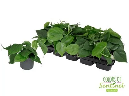 Philodendron Scandens • črepník 12 cm