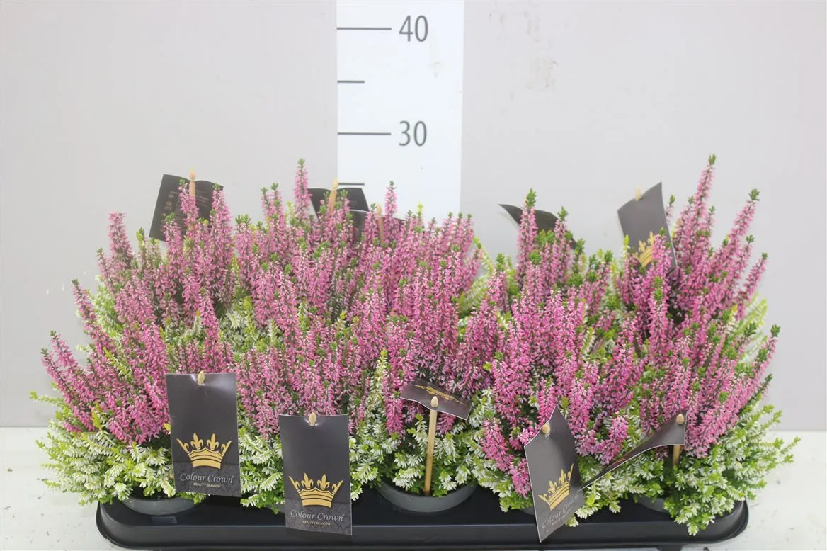 Calluna Beauty Ladies Crown Roze Wit • črepník 11 cm