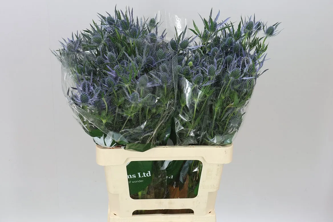 Eryngium Mag Purp Lagoon 2 • 60 cm