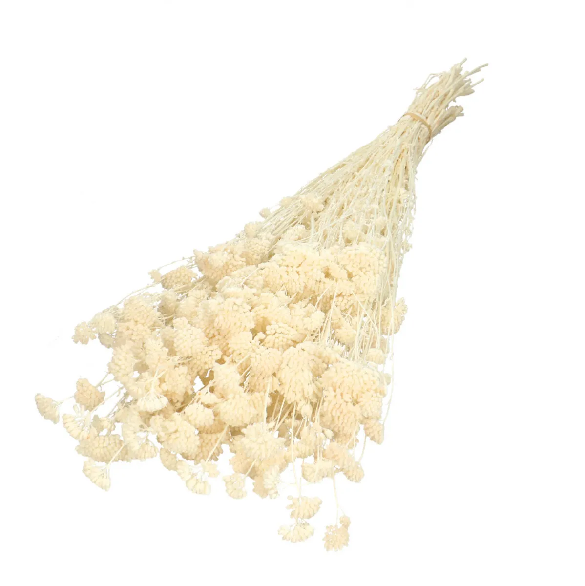 Sušený rebríček Silvestre žltý 60 cm, 100 g