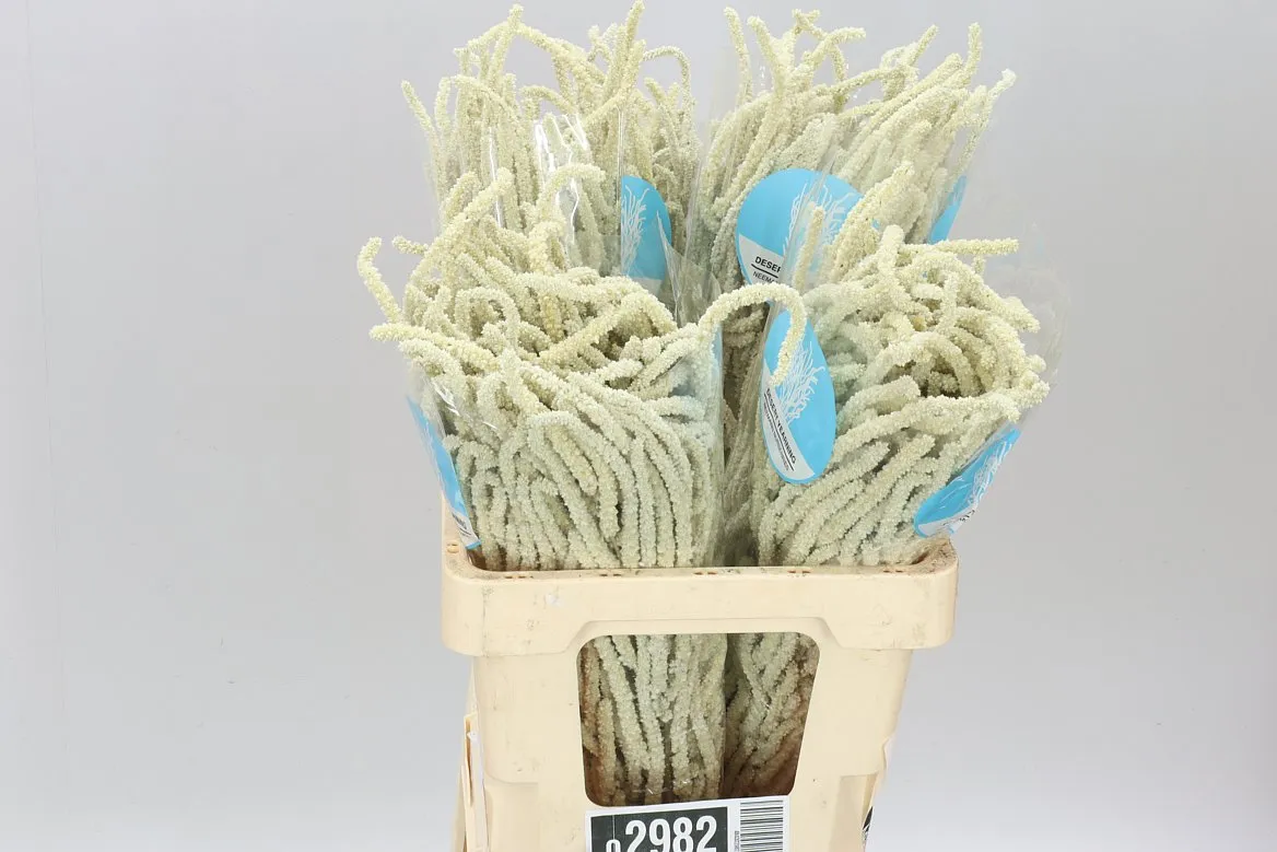 Amaranthus Yearming Desert • 60 cm