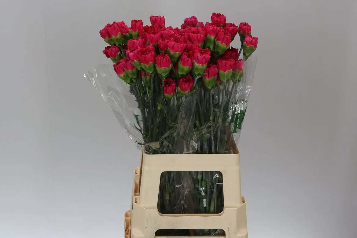 Di St Cerise • 65 cm