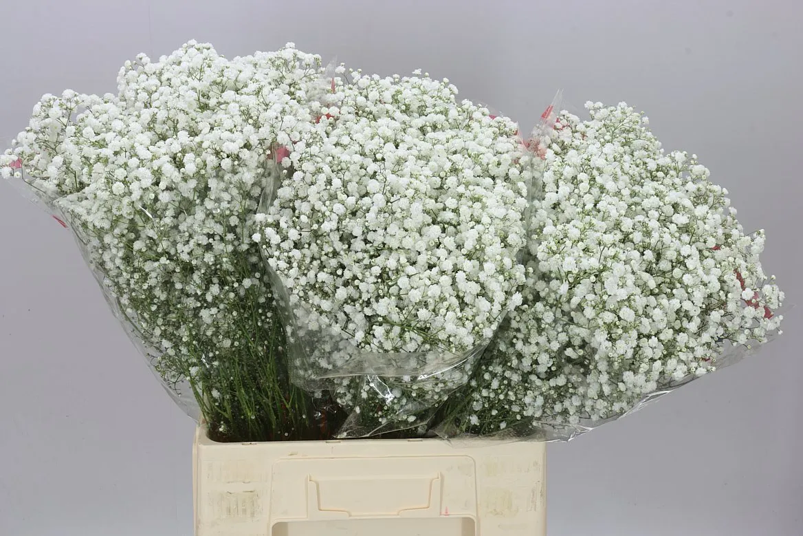 Gypsofila Xlence Klok • 70 cm