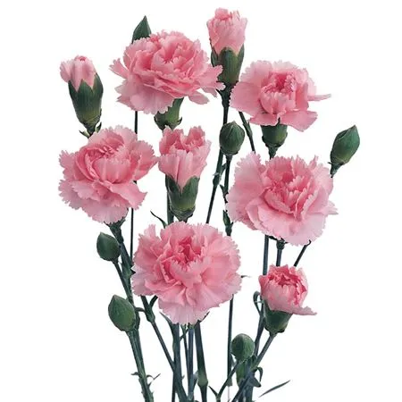 Di. Tr Pink Box • 65 cm