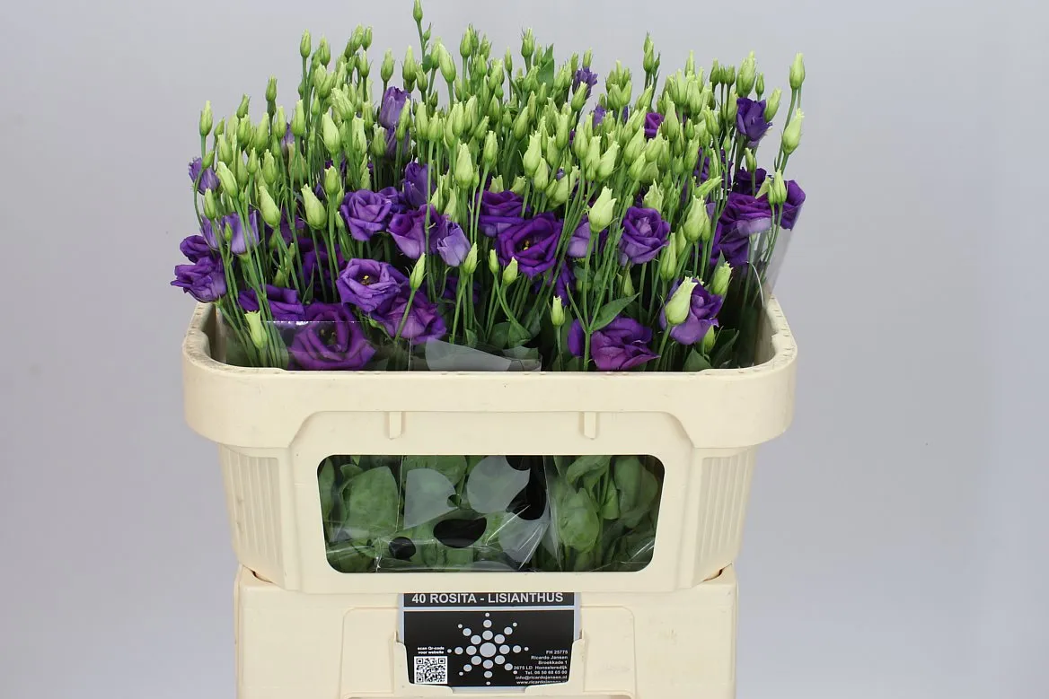 Eustóma plnokvetá Minuet D Purple • 72 cm