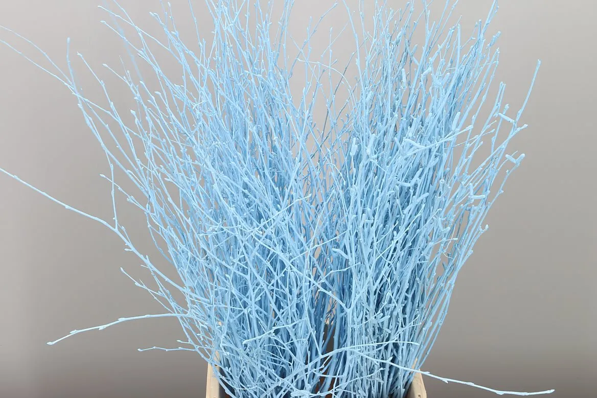 Breza Blue Light • 70 cm
