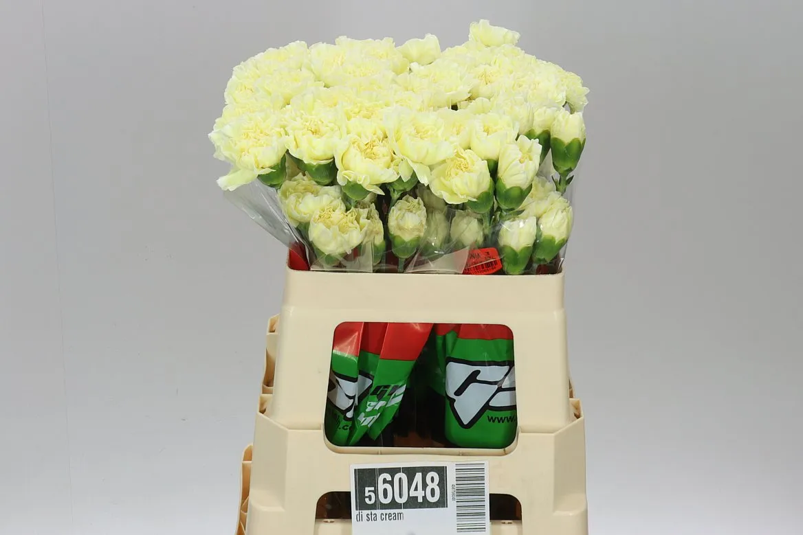 Karafiát Cream • 55 cm