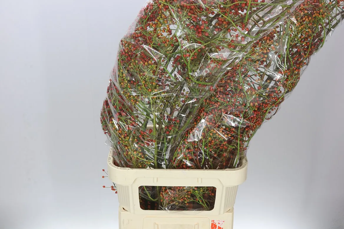 Rozenbottel Corallo • 120 cm