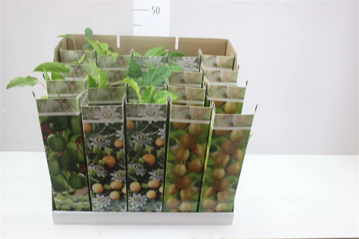 Exotic Fruit Mix Patio • črepník 9 cm