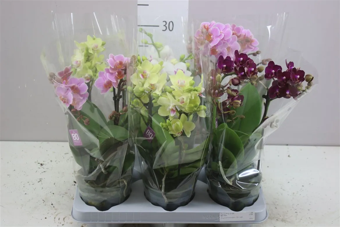 Orchidea Phalaenopsis Mtfl mix Bo, 2 výhony • črepník 12 cm