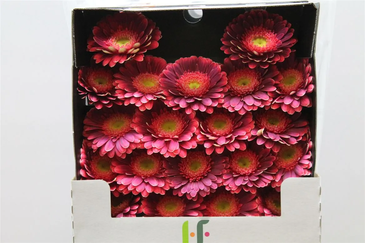 Germini Diamond Bizar • 55 cm