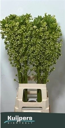 Eucomis Pole-evansii Goliath • 90 cm