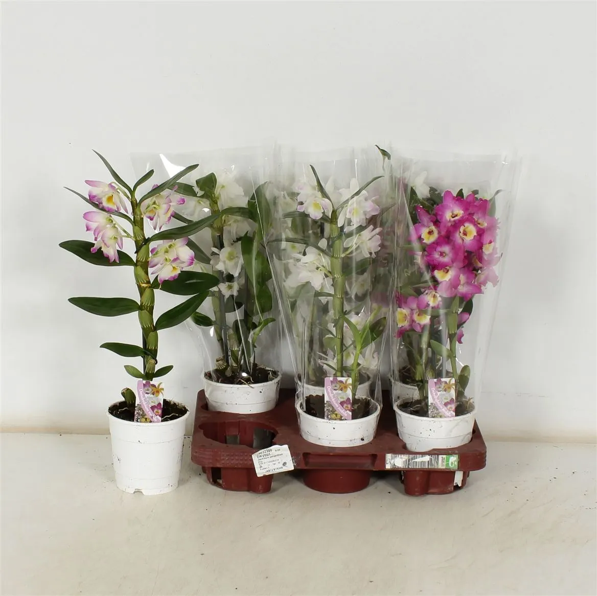 Orchidea Dendrobium Nobilee mix 4+, 1 výhon • črepník 12 cm