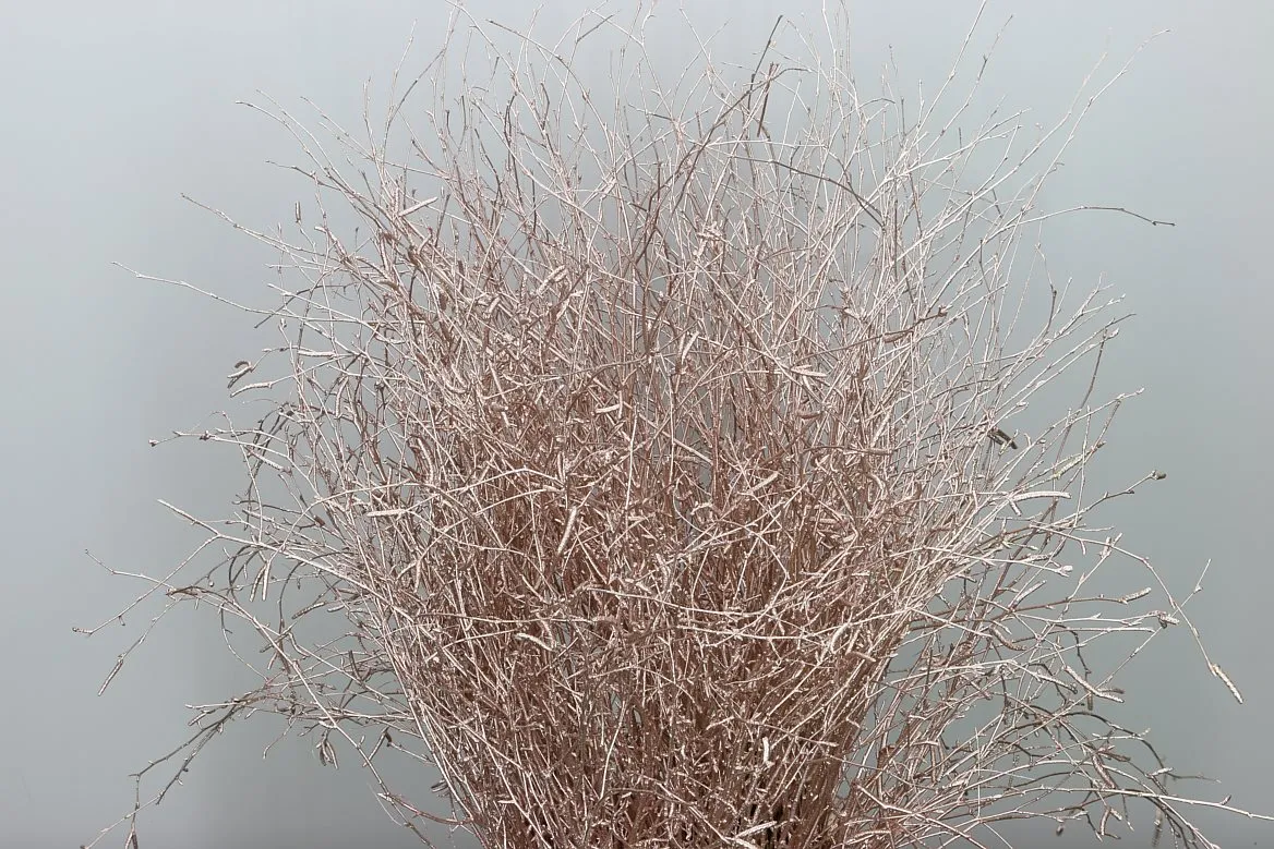 Breza Champange Glitter • 120 cm