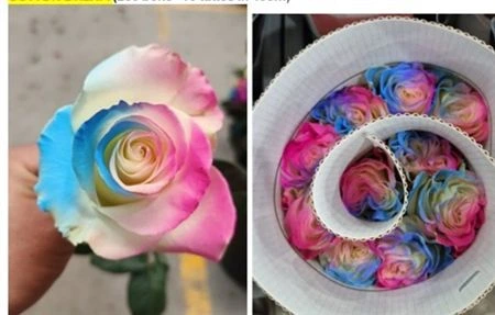 Ruža farbená Cotton Dream, Ekvádor • 50 cm