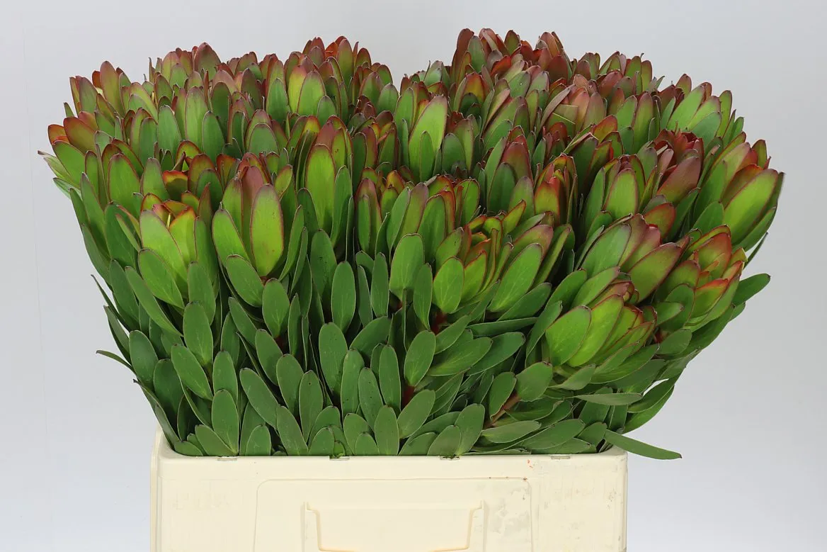 Leucadendron Safari Goldstrike • 60 cm
