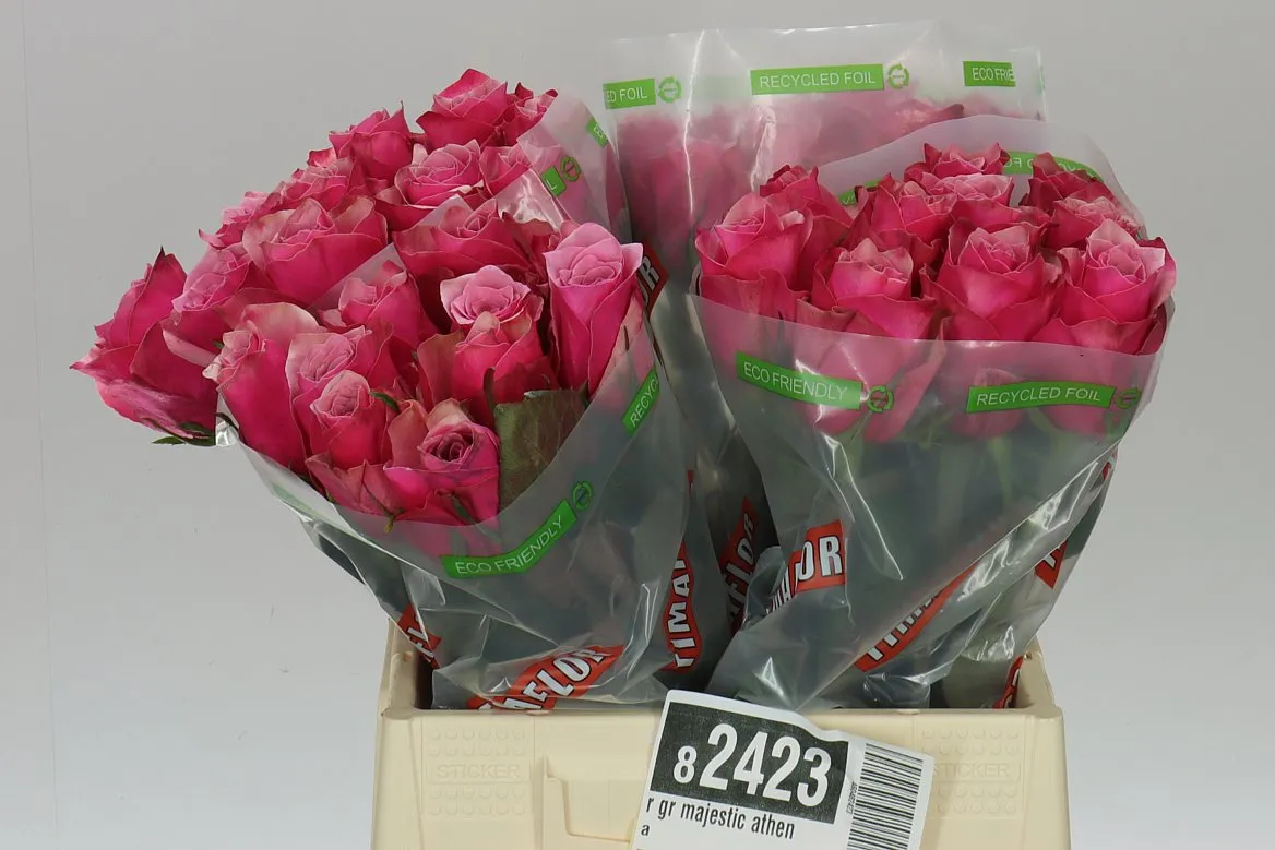 Rosa Gr Majestic Athena • 40 cm