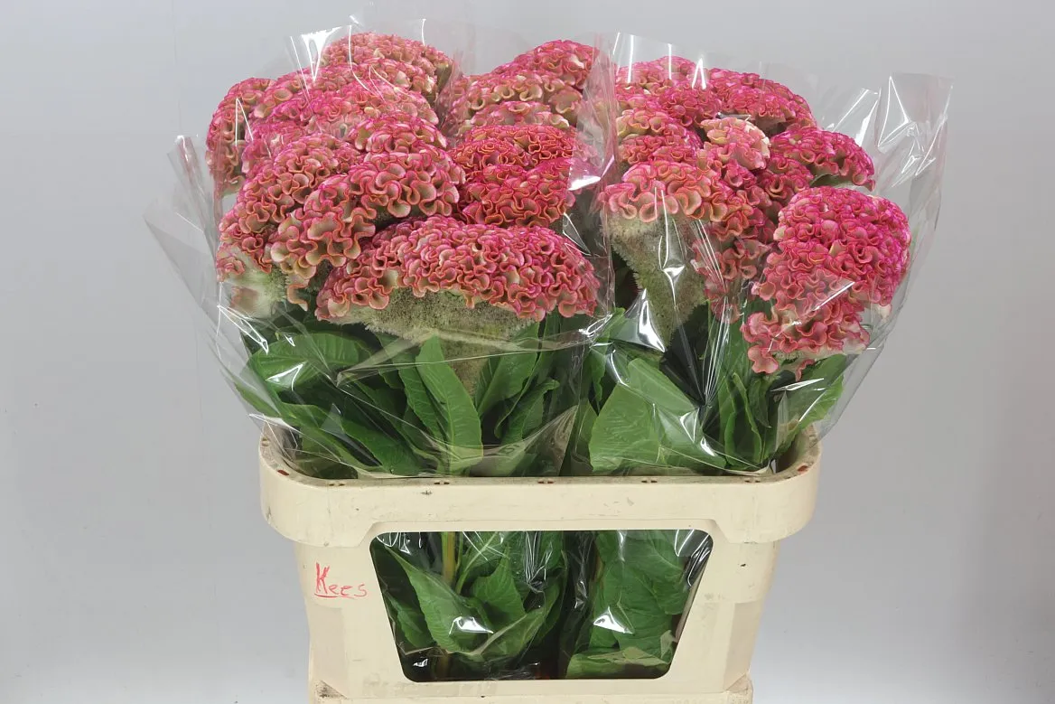 Celosia C Bar Bossa • 80 cm