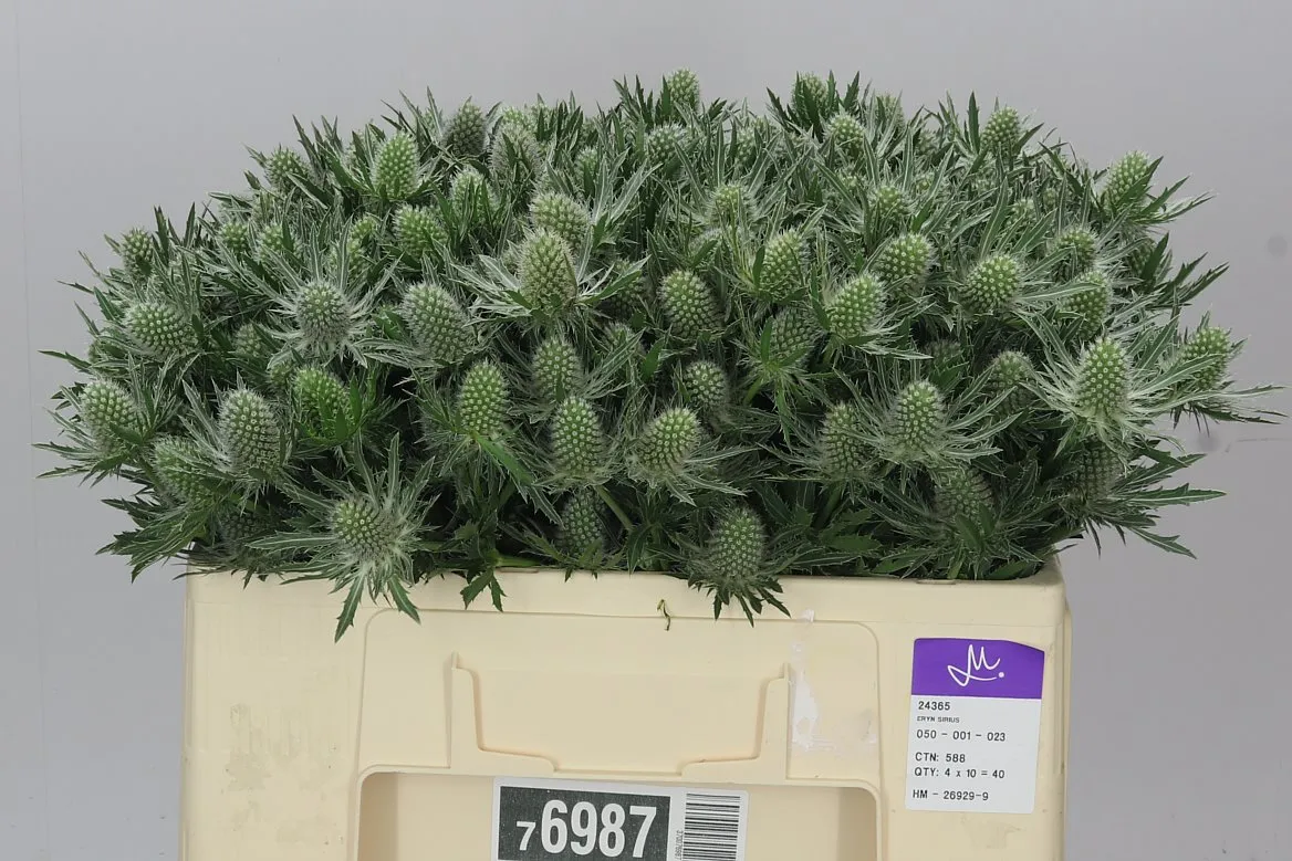 Eryngium Sirius • 50 cm
