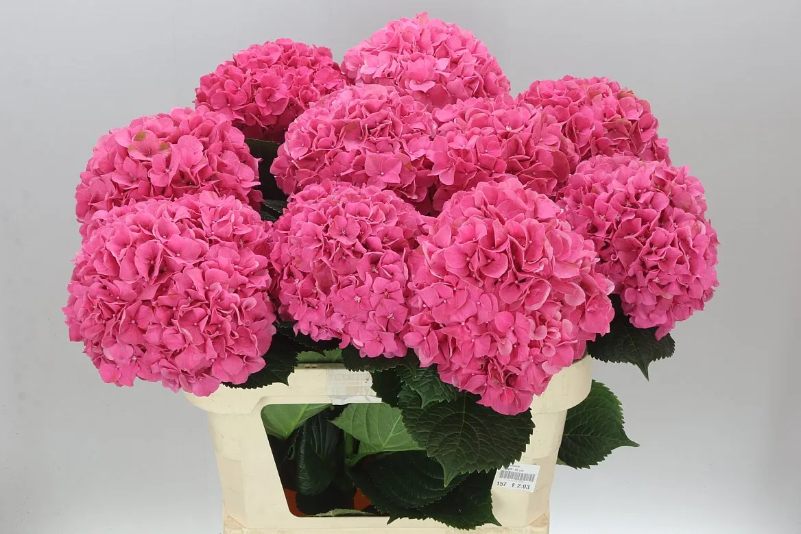 Hortenzia Glow Alps • 80 cm